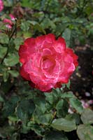 Rosa 'Double delight' rose