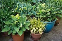 Hostas including 'June' and 'Captain Kirk' and Hakonechloa macra 'Aureola' planted in pots.