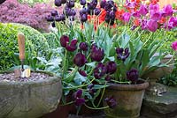 Tulipa growing in pots including Tulipa 'Queen of Night' 