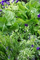 Rased bed  with salad leaves, sweet peas, Pansies and Russian tarragon. August 