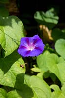 Ipomoea tricolor - Morning Glory, August.