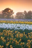 Howard Nurseries - Open ground Bearded Iris fields