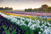 Howard Nurseries open ground bearded Iris fields in May. Iris 'Deep Black' and Iris 'Madeira Belle' in foreground 