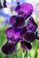 Iris 'Sable', Tall bearded Iris. Perennial, May.