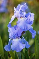 Iris 'Jane Phillips', Bearded Iris. Perennial, May.