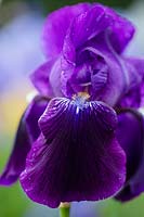 Iris 'Sable', Bearded Iris, Perennial, May.