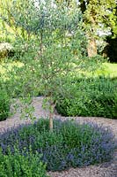 Olea europaea - Olive tree underplanted with Nepeta