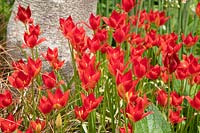 Tulipa sprengeri - Sprenger tulip