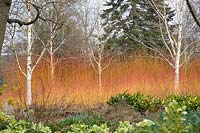 Cornus sanguinea 'Winter Beauty', Salix var. vitellina Yelverton' and Betula utilis var. Jacquemontii 'Silver Shadow' in the winter garden at the Hillier Gardens, March