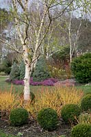 Box balls with the coloured stems of Cornus sanguinea 'Midwinter Fire' and white stemmed birch in the Winter Garden at Sir Harold Hillier Gardens