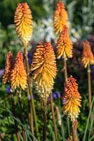 Kniphofia 'Toffee Nosed' - Red Hot Poker 'Toffee Nosed'