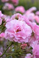 Rosa 'Happy Retirement', a repeat flowering bush rose with clear pink, lightly fragrant, double flowers, June.