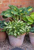 A collection of hostas in terracotta pots.