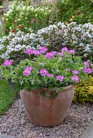 Pots of Pelargonium 'Pink Capricorn'