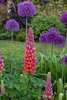 Lupinus 'Terracotta', a lupin with deep rust-coloured flowers and a gentle fragrance, alongside purple alliums.
