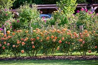 Rosa 'Lady of Shalott', English Shrub Rose as hedge. June.
