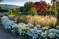 Rosa 'Kew Gardens', 'Ausfence'. AGM. David Austin Jnr. garden