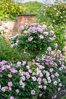 Rosa 'Olivia Rose Austin' Standard and as hedging - mixed. English shrub rose, June.
