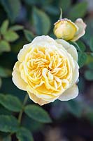 Rosa 'The Country Parson', English shrub rose. June.