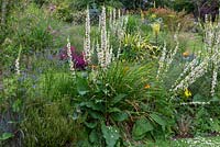 Verbascum chaixii 'Album', mullein,  tall spires of white flowers in mixed bed, July