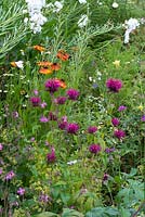 Monarda fistulosa 'Vintage Wine', bergamot or bee balm, mingling with pink campion, heleniums and white willow herb.
