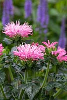 Monarda 'Pink Frosting', bergamot or bee balm,  a compact form bearing pastel pink flowers above deep green bracts and foliage 