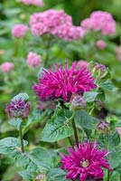 Monarda 'Bee True', bergamot or bee balm, bears fountain-like heads of raspberry red petals that surround a burgundy velvet centre on upright stems 
