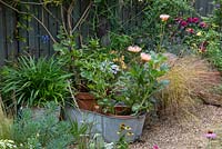 Galvanised wash tub planted with Dahlia 'Star's Favourite', rests in gravel garden alongside euphorbias, pheasant's tail grass and agapanthus.
