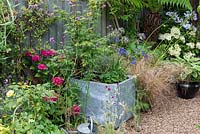 A galvanised water tank is planted with blue agapanthus and a Japanese maple, in a gravel garden alongside grasses, hostas and hydrangeas.