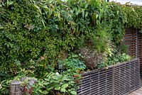 A raised bed is planted with hardy geraniums, Clematis armandii that flowers in spring, and vigorous Chinese Virginia creeper that partly disguises an ugly old garage.