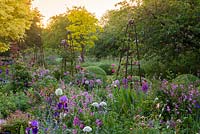 Sunrise backlights a golden leaved robinia and, in the foreground, a border of alliums, irises, ragged robin, geums, alchemilla and roses.