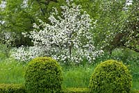 An old apple tree in full blossom, in a meadow of cow parsley.