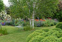 A metal bench and West Himalayan Birch, Betula utilis var. jacquemontii, by grass paths.  Behind a colourful mixed border is filled with poppies, catmint, roses and irises.