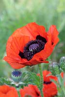 Papaver orientale - Oriental poppy, a perennial flowering from early to mid summer.