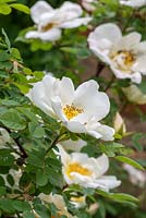 Rosa 'Nevada', a shrub rose with semi-double, creamy white blooms with yellow stamens.