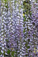 Wisteria floribunda - Japanese wisteria - May