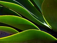 Agave attenuata with backlit leaves