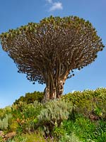 El Drago, the oldest and largest living specimen of Dracaena draco on Tenerife, Canary Islands, Spain