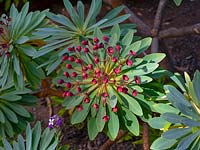 Euphorbia atropurpurea - tabaiba majorera, tabaiba roja