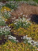 Galanthus nivalis 'Sam Arnott' and Hakonechloa macra 'Aureola'golden hakonechloa grass