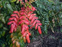 Mahonia japonica leaves red and green 