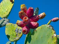 Opuntia - Prickly Pear