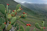 Opuntia, commonly called prickly pear Tenerife Canary Islands Spain