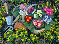 Eranthis hyemalis naturised in woodland with Primroses in trug with pots and garden tools