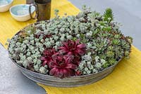 A shallow metal bowl planted with succulents, and placed at the centre of an outdoor dining table.