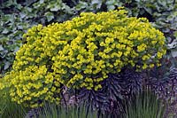 Euphorbia Redwing 'Charam' AGM - May