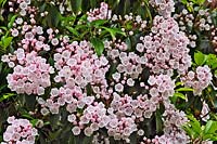Kalmia latifolia AGM - Mountain Laurel - June