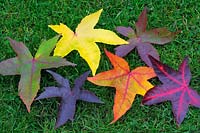 A series of colourful autumn leaves from a Liquidambar styraciflua tree