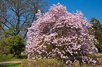 Magnolia x loebneri 'Leonard Messel' M. Kobus x M. Stellata - April