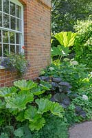 Darmera peltata AGM - Umbrella plant, Ligularia, Hydrangea and Gunnera in bed along the side of the house. 